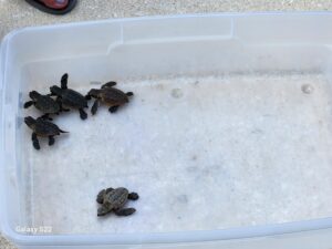 Several baby sea turtles are gathered in the corner of a clear plastic container placed on a sandy surface, with one turtle separated from the group A foot in a sandal is partially visible in the top left corner