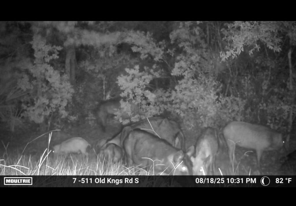 A group of wild hogs forage at night in a forest clearing, captured by a trail camera The black and white image shows several hogs among tall grass and trees The timestamp reads //, : PM, °F A group of wild hogs forage at night in a forest clearing, captured by a trail camera The black and white image shows several hogs among tall grass and trees The timestamp reads //, : PM, °F