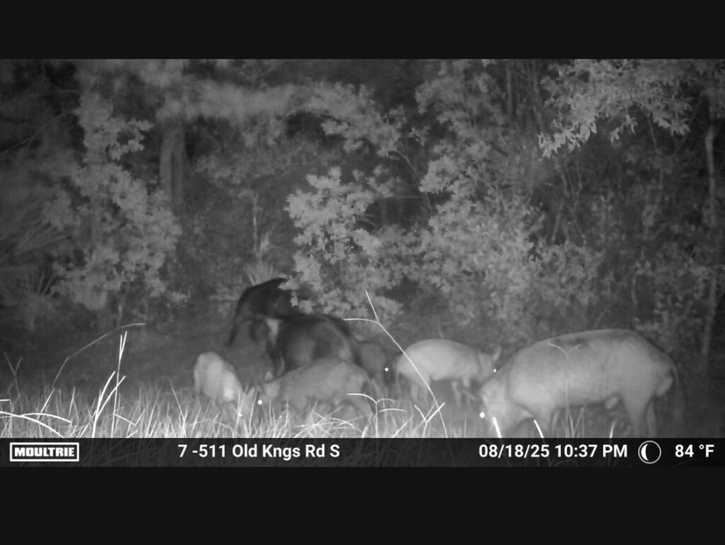 A black and white night vision trail camera photo shows a group of deer grazing in tall grass near a wooded area The date, time, and temperature are displayed at the bottom of the image A black and white night vision trail camera photo shows a group of deer grazing in tall grass near a wooded area The date, time, and temperature are displayed at the bottom of the image