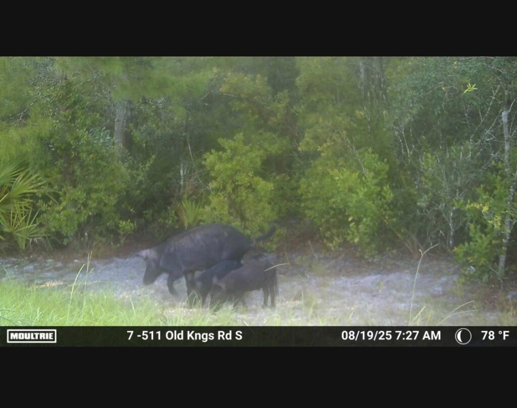 Two wild boars walk along a dirt path surrounded by dense green shrubs and trees The timestamp on the image reads August , , at : AM, with a temperature of °F