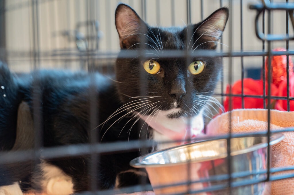 A black and white cat with yellow eyes sits inside a cage next to a metal food bowl and a pink towel, looking alert toward the camera
