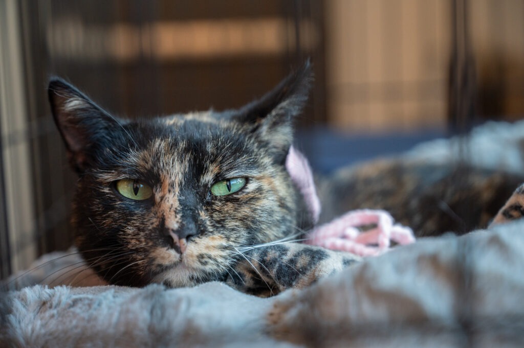 A tortoiseshell cat with green eyes lies on a soft, gray blanket, looking calmly at the camera The background is softly blurred, highlighting the cat’s relaxed pose