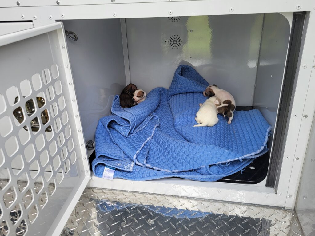 Four small puppies lie on a blue blanket inside a metal compartment with an open grated door, possibly in a veterinary or animal transport vehicle