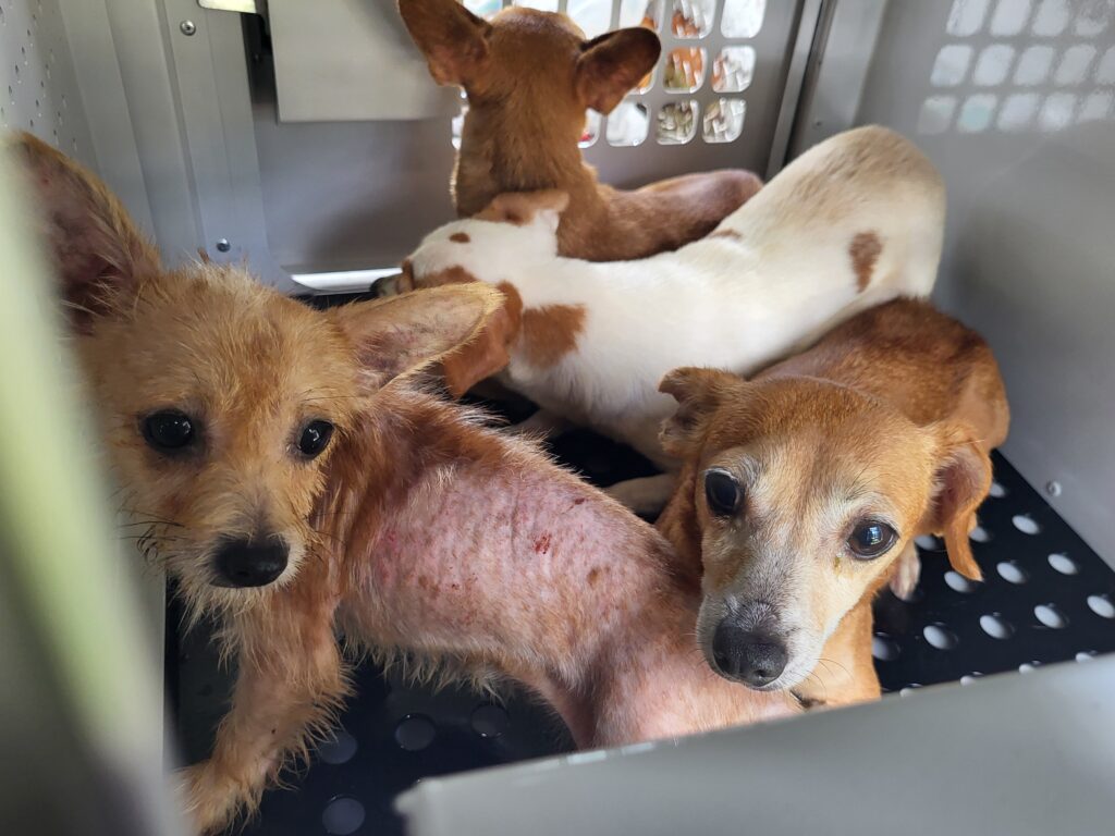 Four small dogs with thin fur and visible skin issues sit closely together inside a metal crate, looking alert and slightly anxious The crate has a grated black floor and metal walls