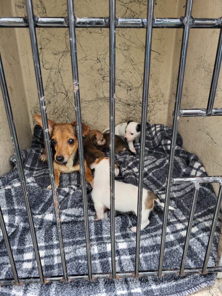 A small brown dog sits on a plaid blanket inside a metal cage, surrounded by four tiny puppies, some of which are white with brown patches The cage bars are in the foreground