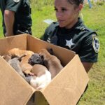 A police officer holds a cardboard box filled with several small puppies outside on the grass while another person stands nearby