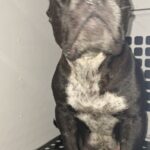 A black and white dog with glowing eyes sits on a perforated black surface inside a white enclosed space, possibly a crate