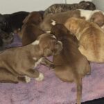 Eight puppies of various brown and brindle colors cuddle together on a purple towel inside a white enclosure, some lying down and some sitting up