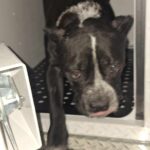 A black and white dog is stepping out of a metal kennel or crate, with its paw extended and tongue slightly out