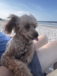 A small, curly haired dog with its tongue out sits on a person’s lap at a sandy beach with blue sky and ocean waves in the background