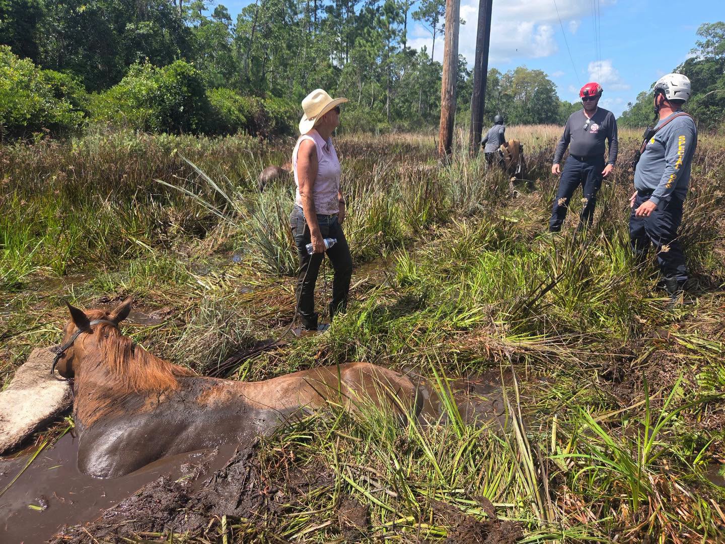 A horse is stuck in muddy water while three people, two wearing helmets and one in a sunhat, stand nearby in a grassy, wooded area, likely planning a rescue