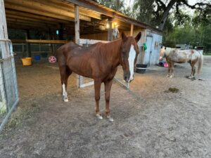 A brown horse with a white face marking stands outside a barn, looking at the camera Another lighter horse stands near the barn entrance The area is fenced and has dirt ground